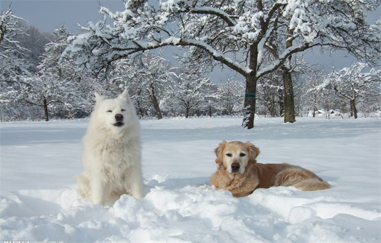 ​狗死后为什么埋在树下面