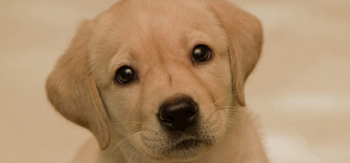 为什么狗的耳朵竖不起来 看看原因是什么吧!