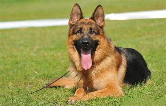 ​牧羊犬性情怎样