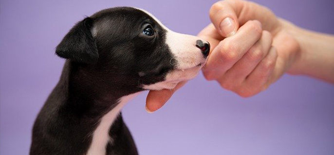 小狗什么时候训练