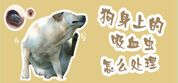 狗身上的吸血虫怎么处理