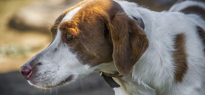 狗狗吃什么吐什么是怎么回事