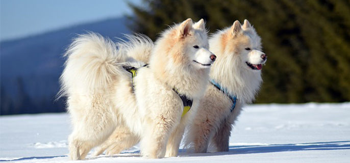 狗狗拉肚子怎么办