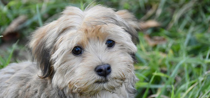 狗狗拉屎臭什么原因