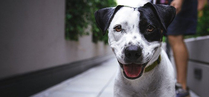 狗眼屎多是什么原因