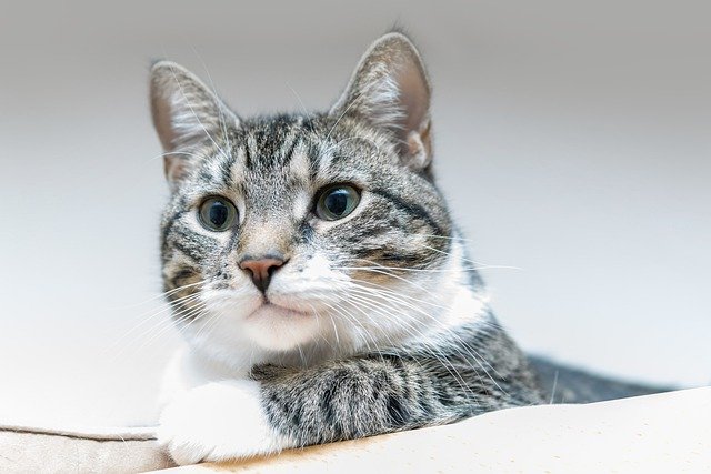 小猫眼屎多是什么原因