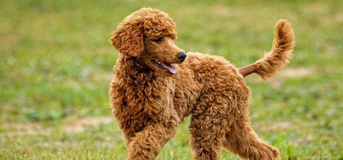 泰迪毛打结了怎么处理