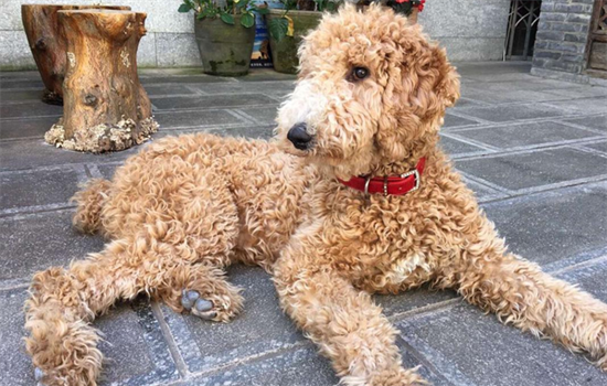 ​巨贵犬哪个颜色贵