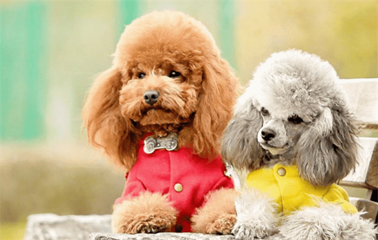 ​天气凉了狗狗到底怕不怕冷