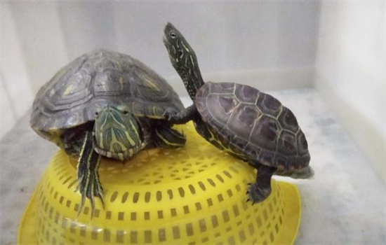 ​怎么训练乌龟听懂人话