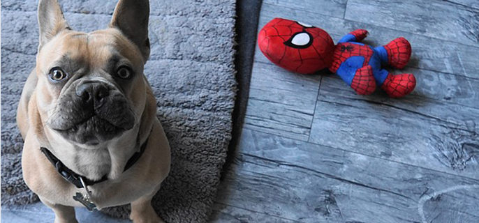 狗狗一直哼哼唧唧的是怎么回事