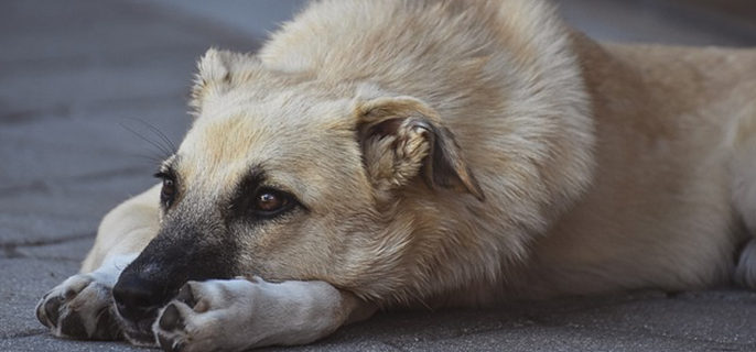 恶霸犬和比特犬的区别