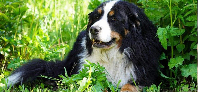 狗狗全身发抖是怎么回事