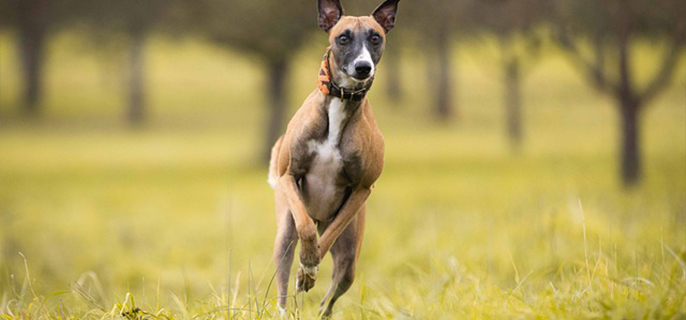 什么长久气味能驱赶狗 再也不怕狗靠近了！