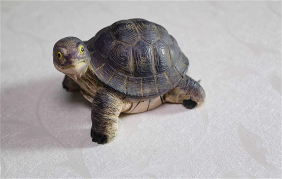 乌龟吃饱了还会继续吃吗?