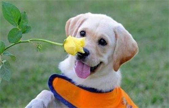 ​狗狗晚上冷了会自己盖被子吗