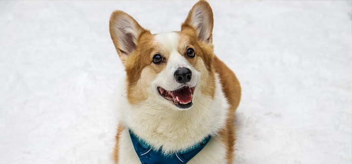 柯基要多大才开始长胖