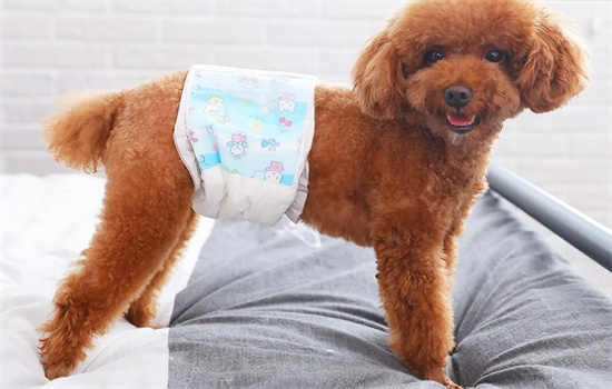 如何判断狗狗刚刚被骑过