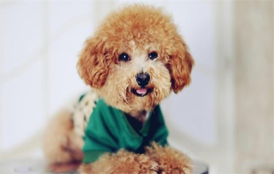 ​怎样训练泰迪犬