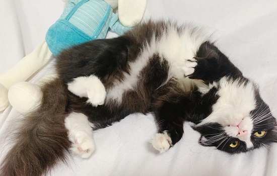 ​猫在门口叫是什么意思