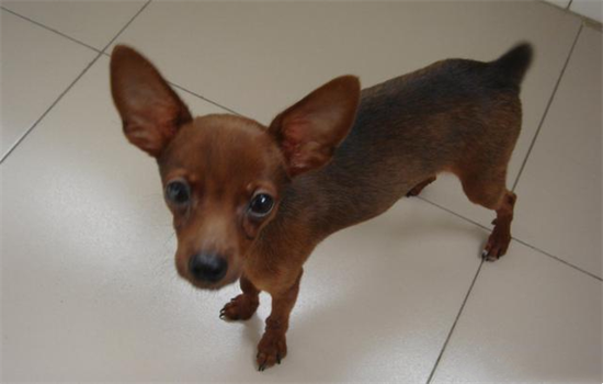 ​小鹿犬有几种体型