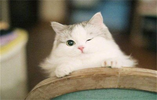 ​鸡胸肉喂猫的正确做法