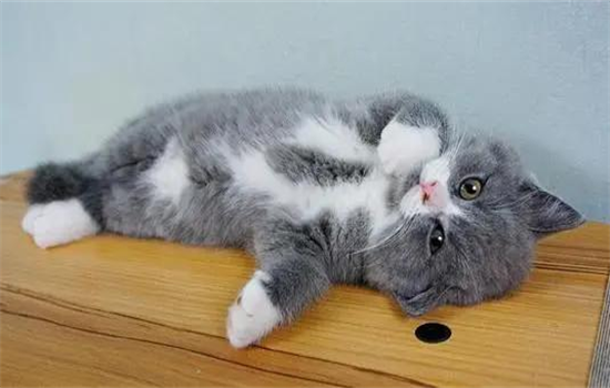 ​判断猫身上是否有跳蚤蛋