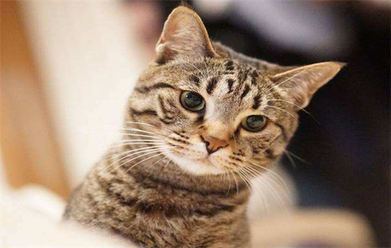 ​猫咪能吃什么人的食物小卖部有卖