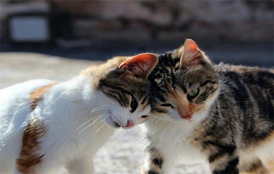 ​为什么大猫会怕小奶猫