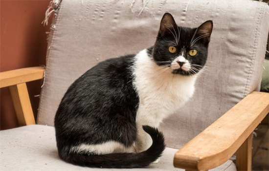 ​猫咪飞机耳是什么样子