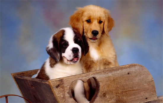 ​为什么狗死前会伸直四肢