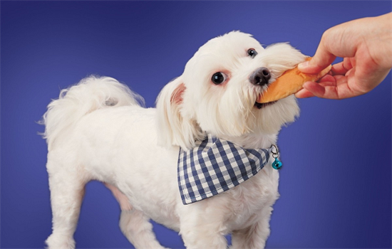 ​狗粮如何喂要用水泡软吗