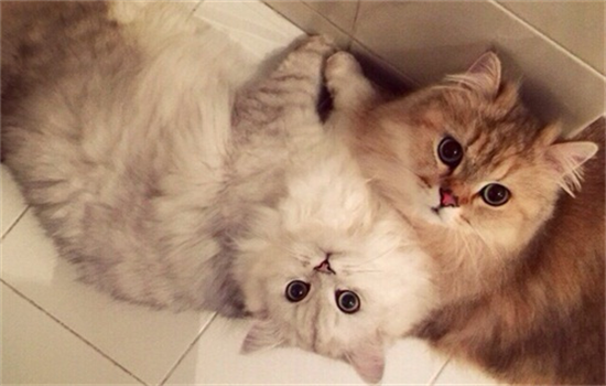 ​小猫丢了自己能回来吗