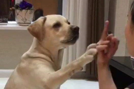 人生建议：千万不要对狗狗竖！中！指！