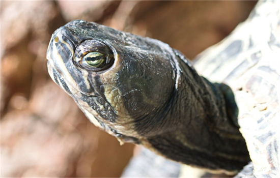 巴西龟冬眠中途醒了怎么办