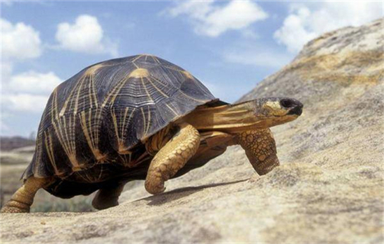 家养巴西龟的养殖方法和注意事项