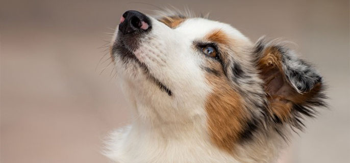 狗狗拉绿便怎么回事