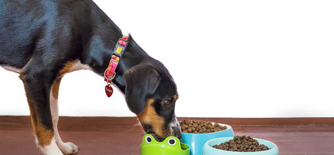 杜宾犬耳朵为什么要绑起来