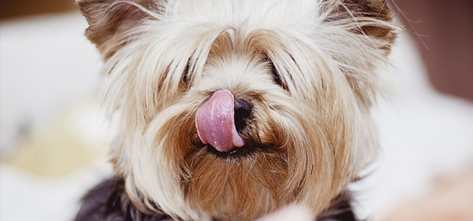 约克夏为什么容易臭