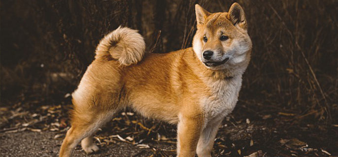 柴犬脸尖是因为不纯吗