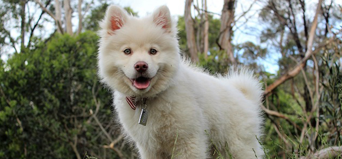 萨摩耶如果吃了海苔怎么办?