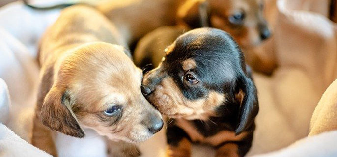 狗的泪痕怎么可以消除