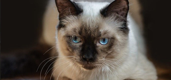 布偶猫拉软便能自愈吗