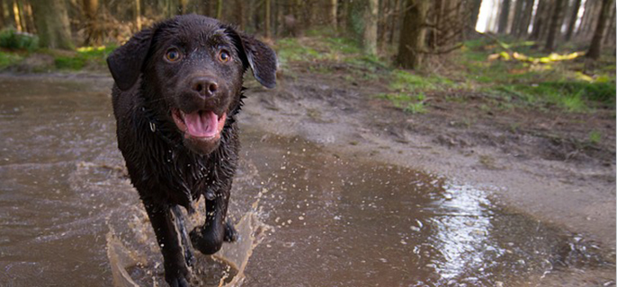 狗狗一直甩头什么原因