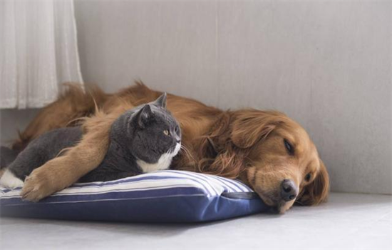 ​狗狗驱虫需要注意什么