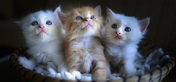 给猫吃什么才能改善掉毛