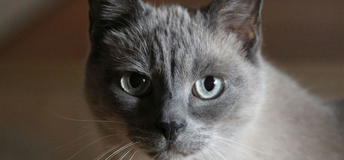 猫咪呕吐后一直不吃东西怎么办