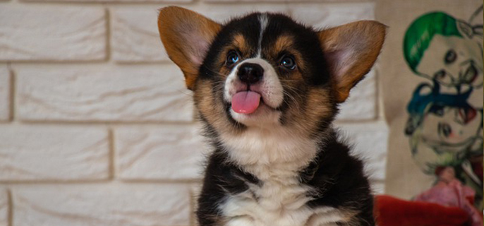 狗狗一直打嗝怎么回事