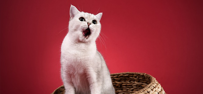 母猫不绝育的好处和坏处