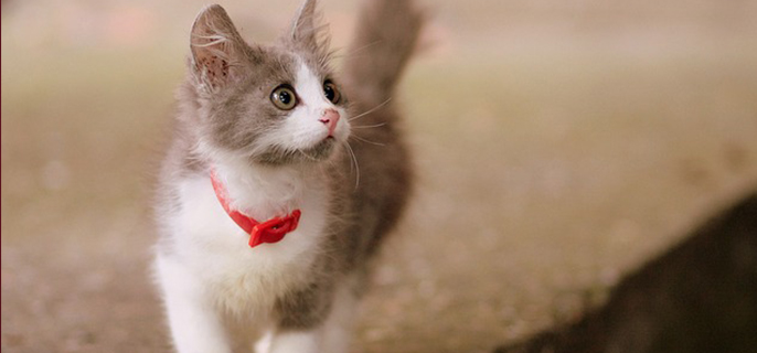 农村猫没有猫粮吃什么